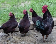 Yumurta Tavuğu Cinsleri Türleri ve Özellikleri