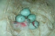 Kanarya Yumurtası Kaç Günde Çıkar?