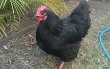 Yumurta Tavuğu Türleri ve Özellikleri