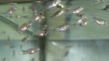 Japon Balığı Yumurtası Özellikleri ve Faydaları Nelerdir?