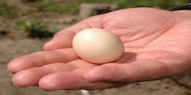 Horoz Yumurtası
